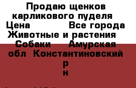 Продаю щенков карликового пуделя › Цена ­ 2 000 - Все города Животные и растения » Собаки   . Амурская обл.,Константиновский р-н